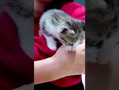 Cute Kittens | Sweet kittens | Cute Cat Video 2022 #Shorts| #kitten #cats #short #funny #animals