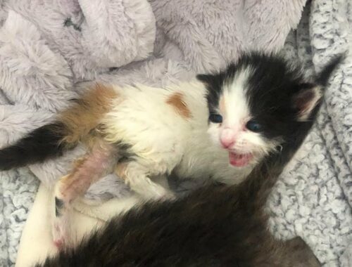 Newborn kittens were found with placentas and umbilical cords wrapped each other But only 1 Survive
