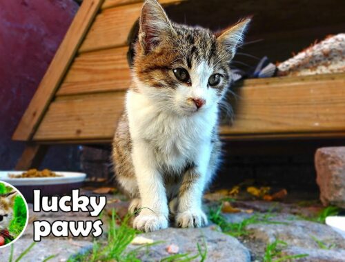 Poor Kitten is Sick and Can't Stop Groaning Until it's Rescued | Lucky Paws