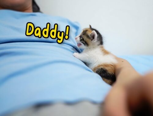 The Baby Kitten Screams Cutely Every Morning, "Hey, wake up!"
