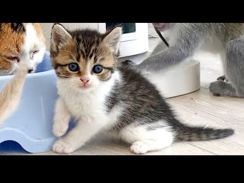 Sweet yawns of little kittens and adopted sister.  Everyone is waiting for mom cat feeds them