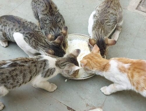 Kittens Lunch Time || 14 March 2021 || The Puppee Kitten  // Kittens Meal Time