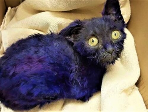 Tiny kitten was found dyed in purple ink, used as a chew toy for fighting dog