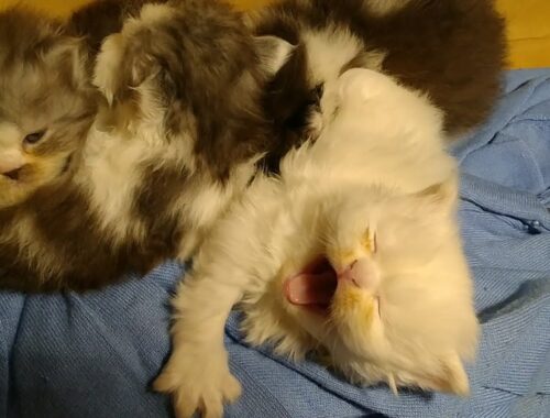 Adorable Kittens Trying To Sleep But Dad Wants To Pet Them