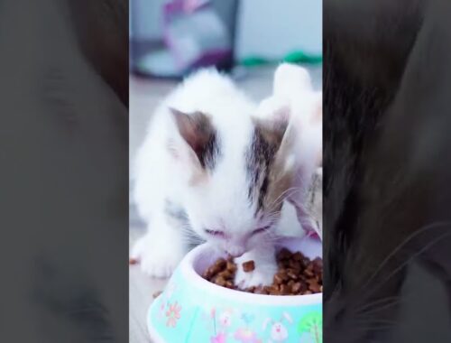 Cute Kittens | Sweet kittens | Cute Cat Video 2022 #Shorts| #kitten #cats #short #funny #animals