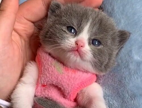 Tiny Kitten Is Too Adorable For Words
