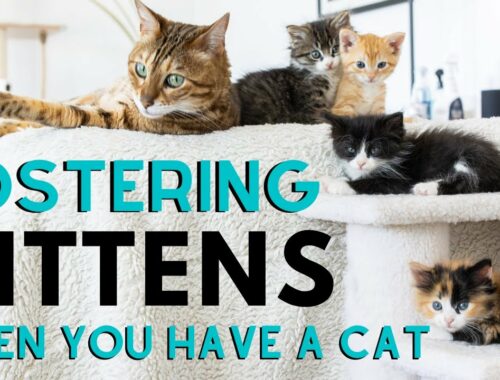 "Can I Foster Kittens If I Already Have Cats?"