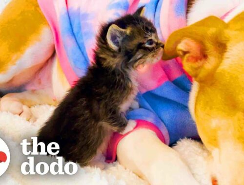 Pittie Lets Foster Kittens Nurse On Her  | The Dodo Pittie Nation