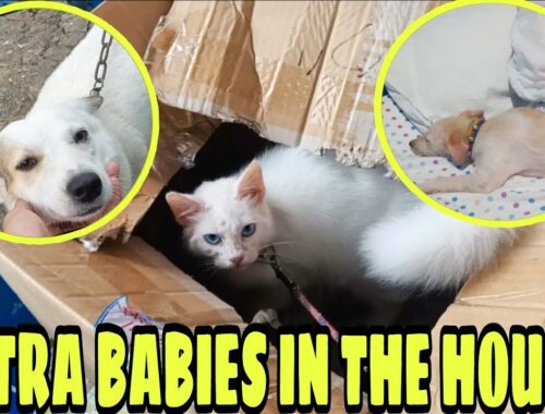 Mga Extra Babies in The House!#animals #kittens #puppies !!