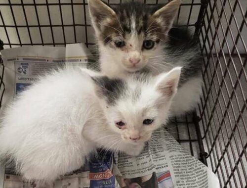 Kittens were rescued outside in rough conditions and have amazing transformation
