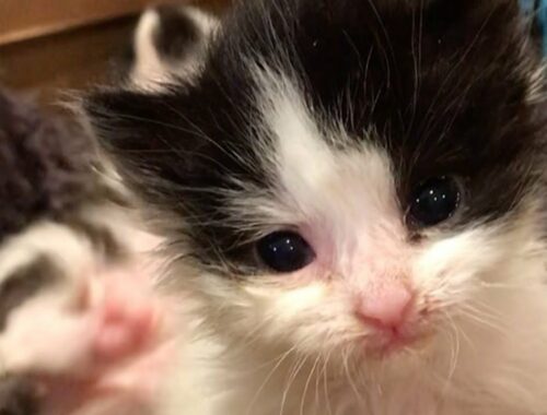 Two tiny kittens were left in a box outside in the cold and rain