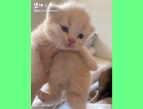 "Newborn Kittens of Chouchou and Yiyi."