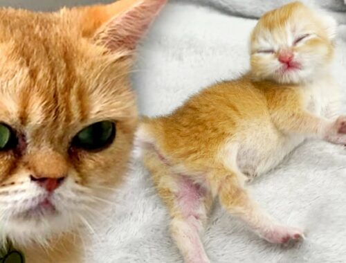 "Where is the milk?" - newborn kitten meows and calls its mom cat to feed him
