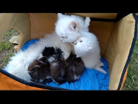 Kittens Gone Crazy And Excited After Mother Cat Return | Episode 2