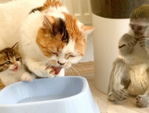 Mom cat teaches kittens to drink water with her paw. Adopted Susie is watching