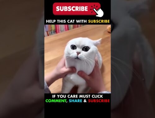 Funny Cats and Kittens Meowing Cute Cat TikToks Funniest Cats Videos Baby Cats #tiktok #cat #shorts