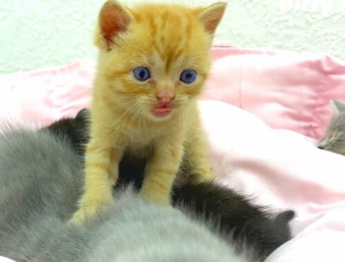 Ginger adopted kitten decided to run away as soon as all the kittens fell asleep