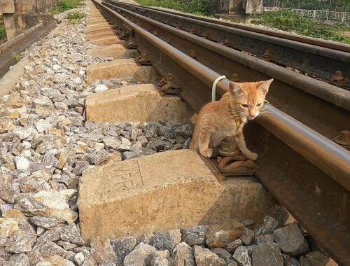 rescue the kittens trapped on the train track