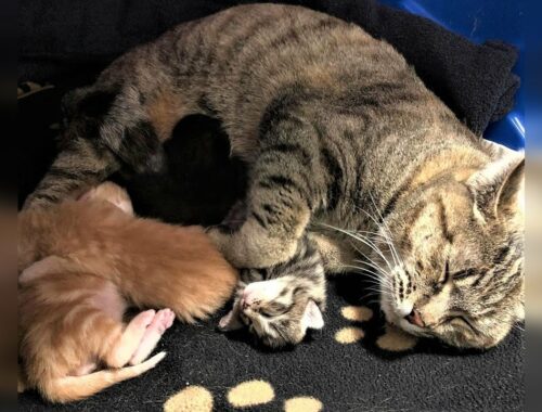 Sweet mom cat and her 4 super cute kittens were rescued from a barn