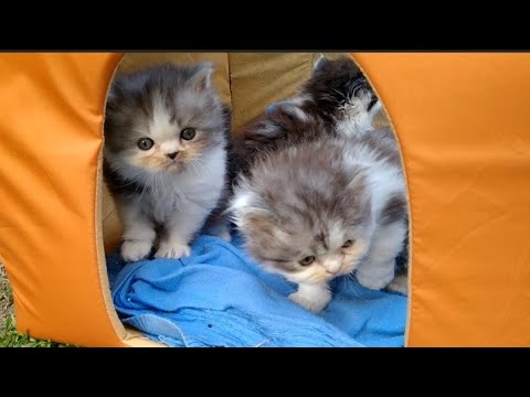 Cotton Ball Kittens Are Shy And Confused Without Mother Cat But Gone Crazy After Seeing Her
