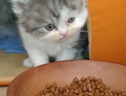 Cute Kittens Eating Cat Food For The First Time