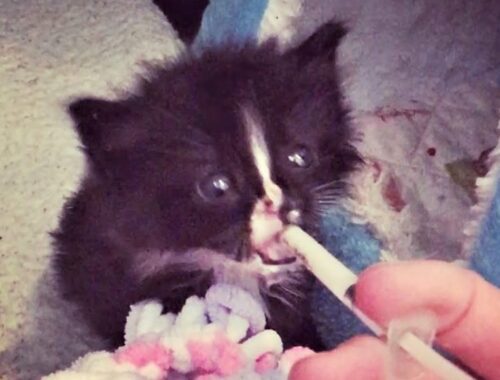 Kittens who were rescued from outside are hissy but adorable