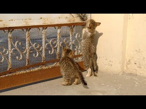 Kittens Planning To Escape On Road They're Searching Way To Get Out