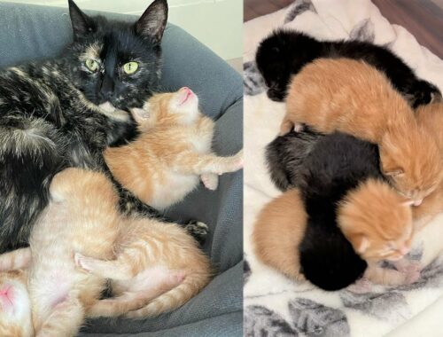 Rescue beautiful mom cat and her 6 adorable newborn kittens