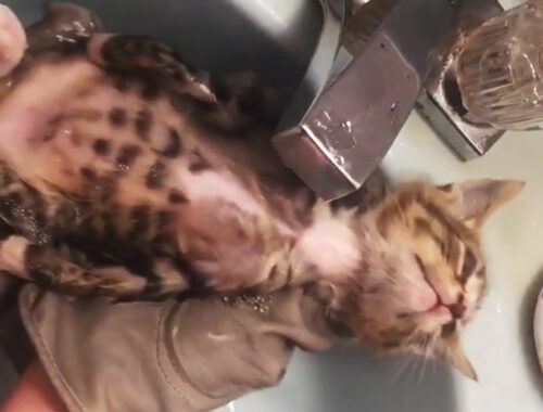 A stray kitten enjoy his first bath just 2 hours after rescued