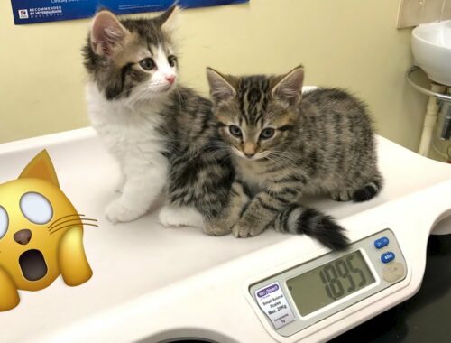 Kittens' first vet appointment!