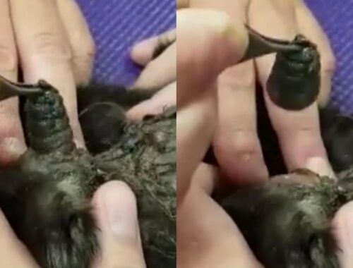 Removing A Huge Warble From Inside A Kitten's Head (Part 44)