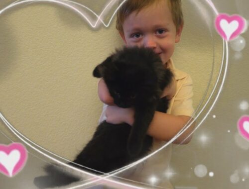 Jamie Adopts Sweet Baby Kitten !! Cutest kittens In The Worlds 2021
