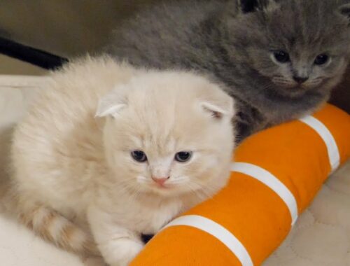 Three kittens made their baby food debut ...