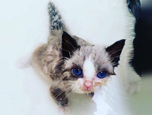 Two tiny kittens enjoying their first bath after found in rough shape