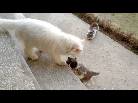 Mother Cat Walking With Her Kittens Asking Them To Follow Her Inside