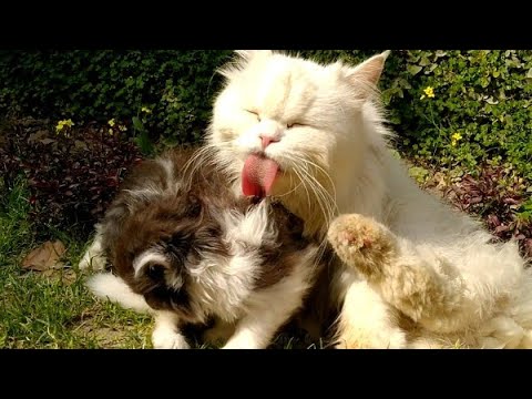 Mother Cat Licking Her Kittens Forcefully With Big Tongue