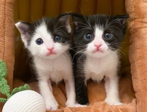 A kind man found 2 kittens were abandoned in a box, he knew he had to help
