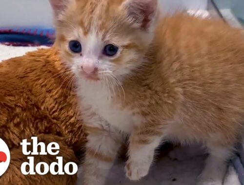 Tiny, Scared Kitten Becomes Perfect Birthday Surprise for 14-Year-Old Girl | The Dodo