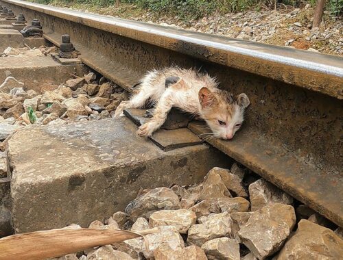Rescue kitten. Stuck on dangerous tracks, A 4-week-old kitten miraculously recovers from a collision