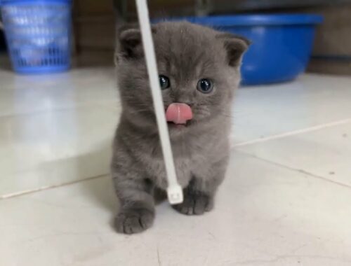 The cutest gray short-legged kittens.