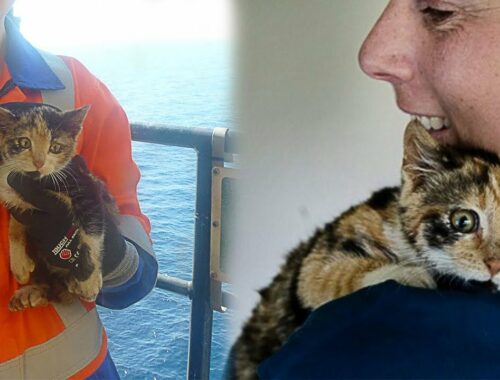 Stray Kitten Found on Offshore Oil Rig Gets Forever Home