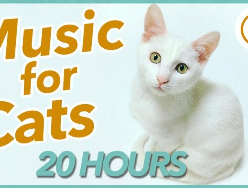 20 HOURS of Calming Music for Cats and Kittens (2022)