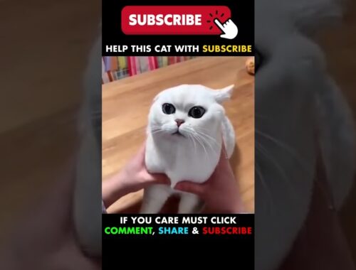 Funny Cats and Kittens Meowing Cute Cat TikToks Funniest Cats Videos Baby Cats #tiktok #cat #shorts