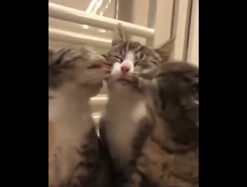 Funny Cats and Kittens Meowing Cute Cat TikToks Funniest Cats Videos Baby Cats  tiktok  cat  #shorts
