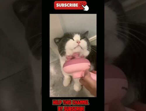Funny Cats and Kittens Meowing Cute Cat TikToks Funniest Cats Videos Baby Cats #tiktok #car #shorts