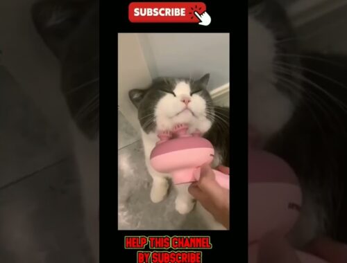 Funny Cats and Kittens Meowing Cute Cat TikToks Funniest Cats Videos Baby Cats #tiktok #car #shorts