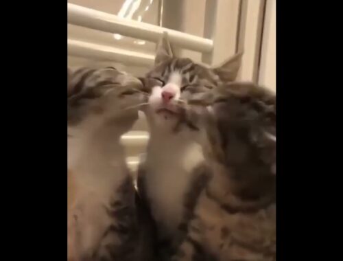 Funny Cats and Kittens Meowing Cute Cat TikToks Funniest Cats Videos Baby Cats  tiktok  cat  #shorts