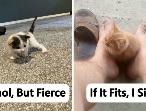 Adorable Kittens That Are ‘Illegally Smol’