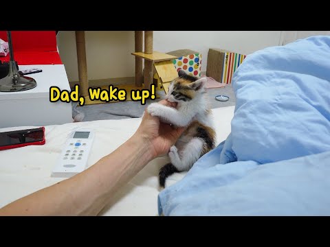 The Rescued Kitten Wakes Me Up In a Weird Way Every Morning