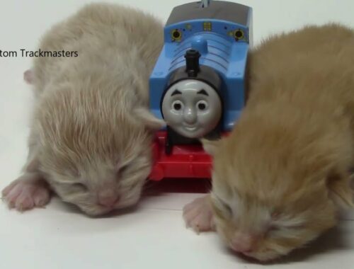 Baby Kittens and Trackmaster Thomas